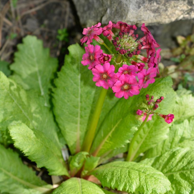 Primula japonica Millers Crimson - Primula giapponese (Porto)