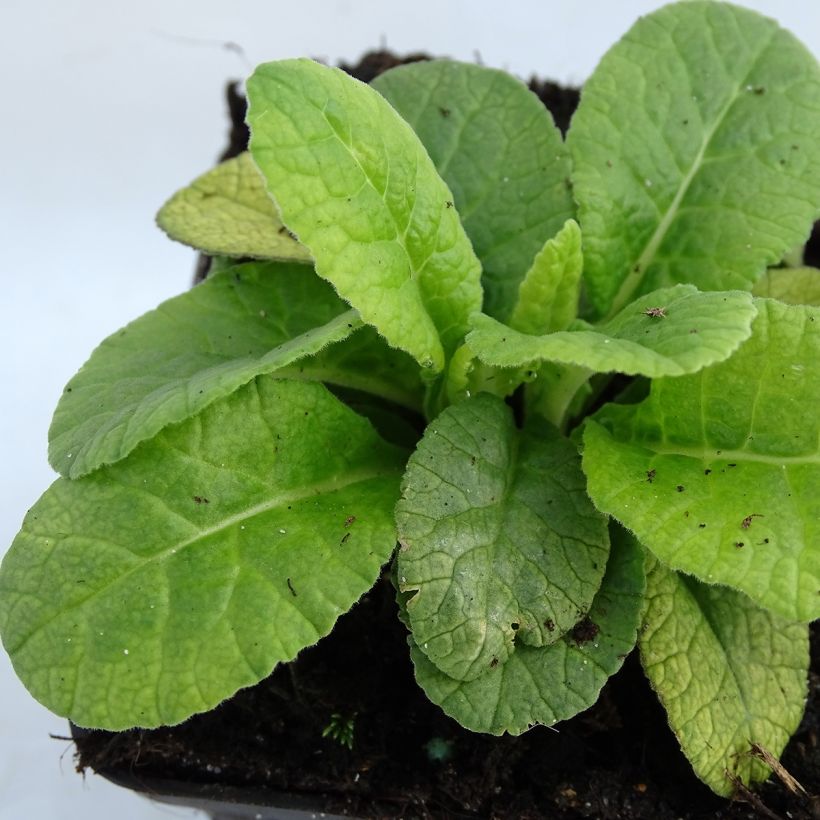 Primula polyanthus Dark Rosaleen (Fogliame)