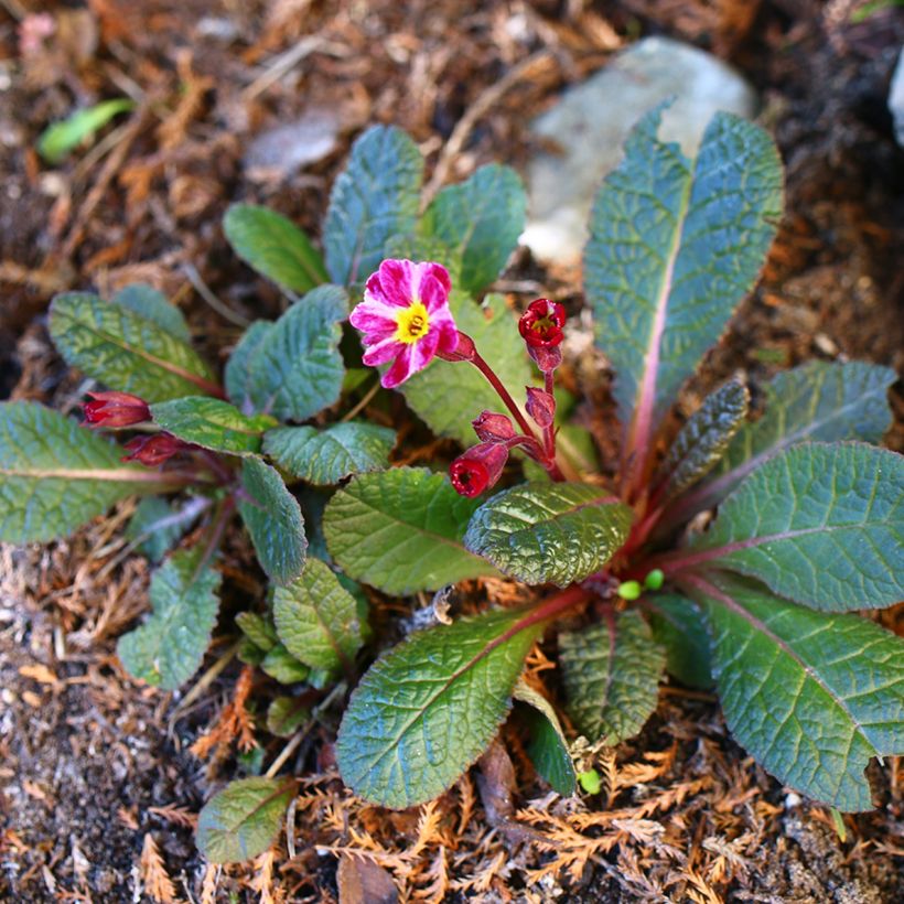 Primula polyanthus Dark Rosaleen (Porto)