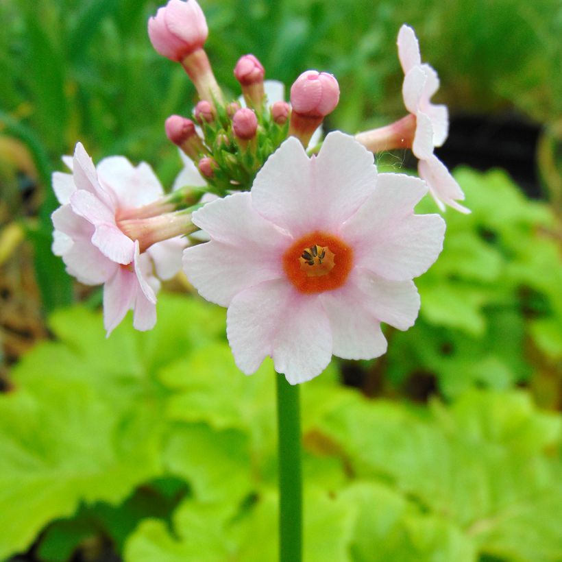 Primula japonica Apple Blossom - Primula giapponese (Fioritura)