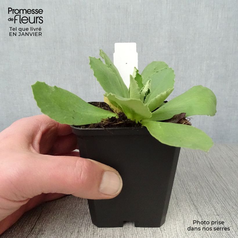 Primevère oreille d'ours - Primula auricula en mélange Godet de 9cm esemplare consegnato in inverno