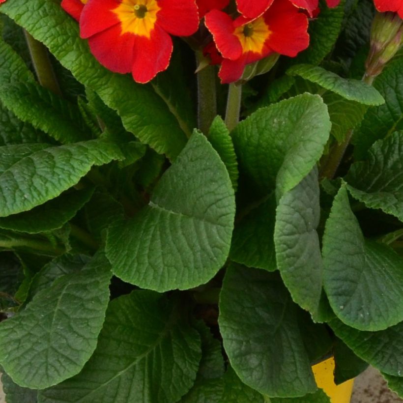 Primula elatior Colibri Red Shades - Primula maggiore (Fogliame)