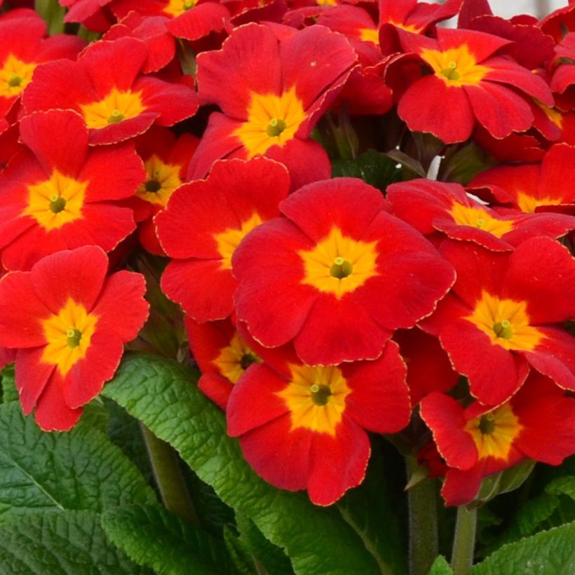 Primula elatior Colibri Red Shades - Primula maggiore (Fioritura)