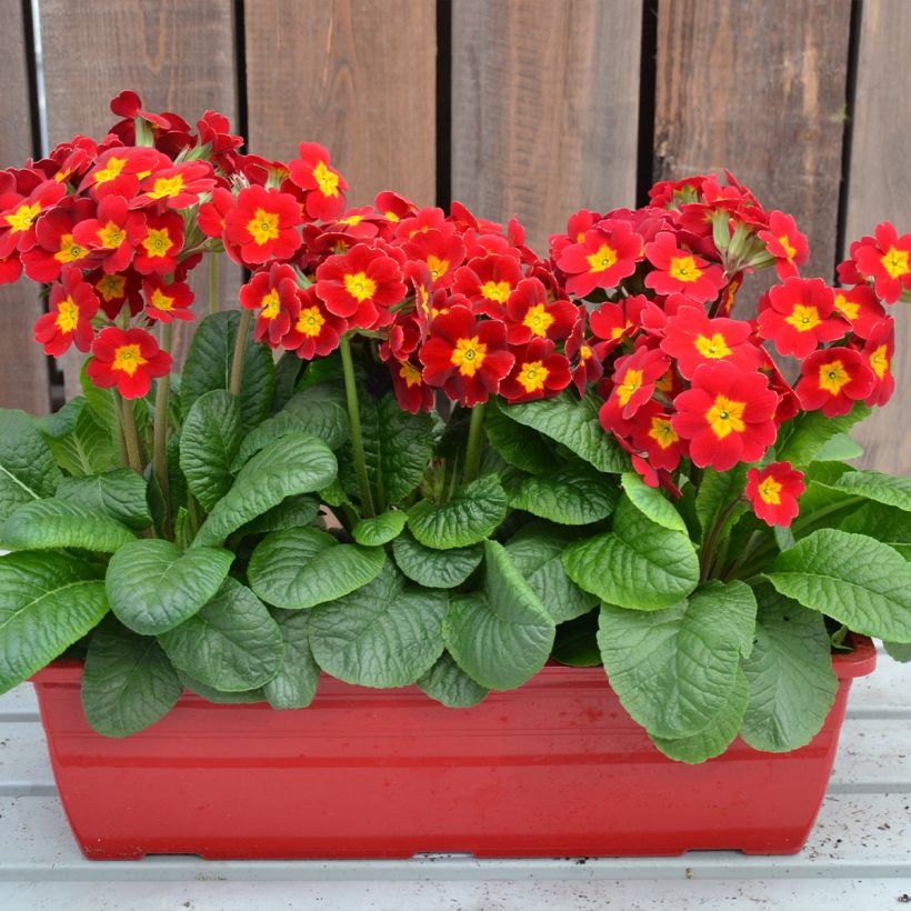 Primula elatior Colibri Red Shades - Primula maggiore (Porto)