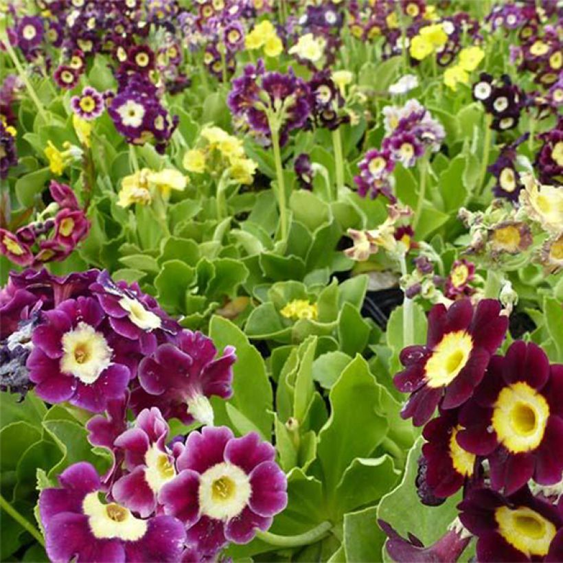 Primula pubescens Mix (Fioritura)