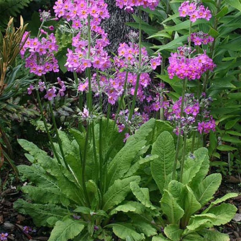 Primula beesiana (Porto)