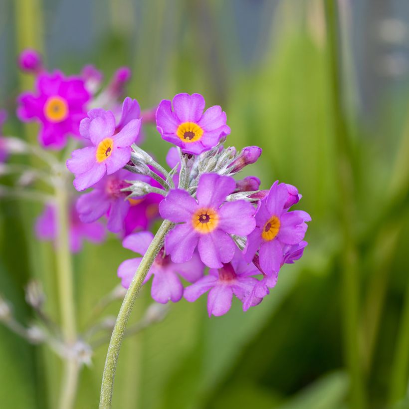 Primula beesiana (Fioritura)