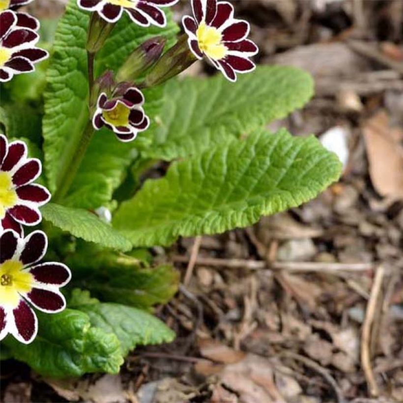 Primula eliator Victoriana Silver Lace Black - Primula maggiore (Fogliame)