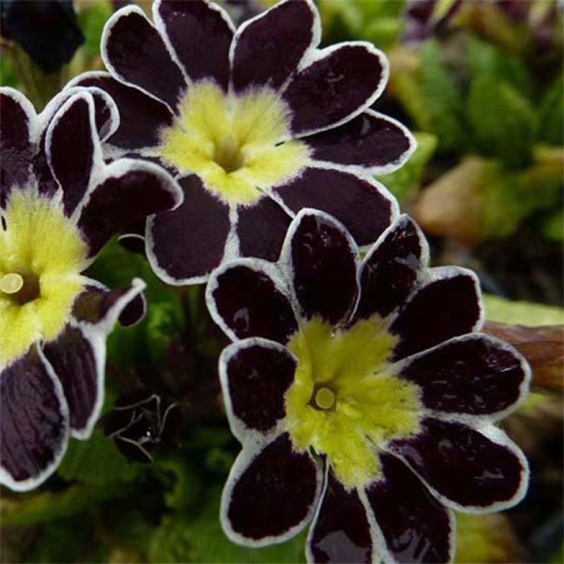 Primula eliator Victoriana Silver Lace Black - Primula maggiore (Fioritura)