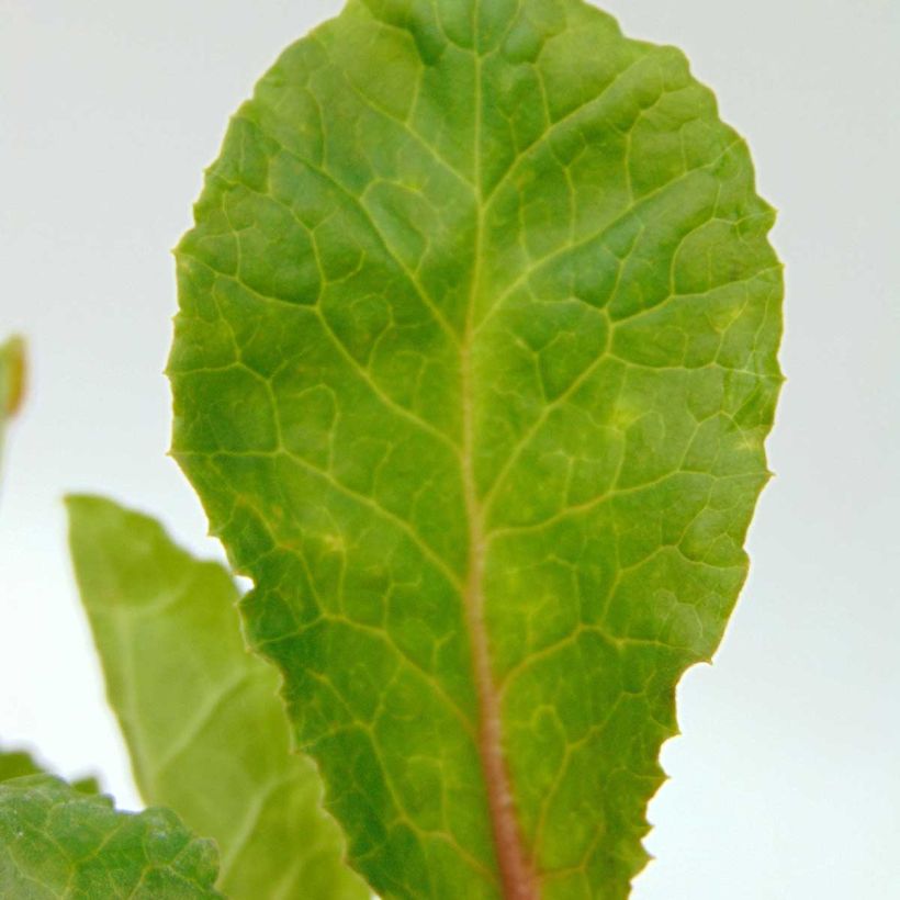 Primula juliae Wanda (Fogliame)