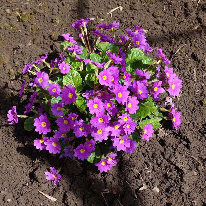 Primula juliae Wanda (Porto)