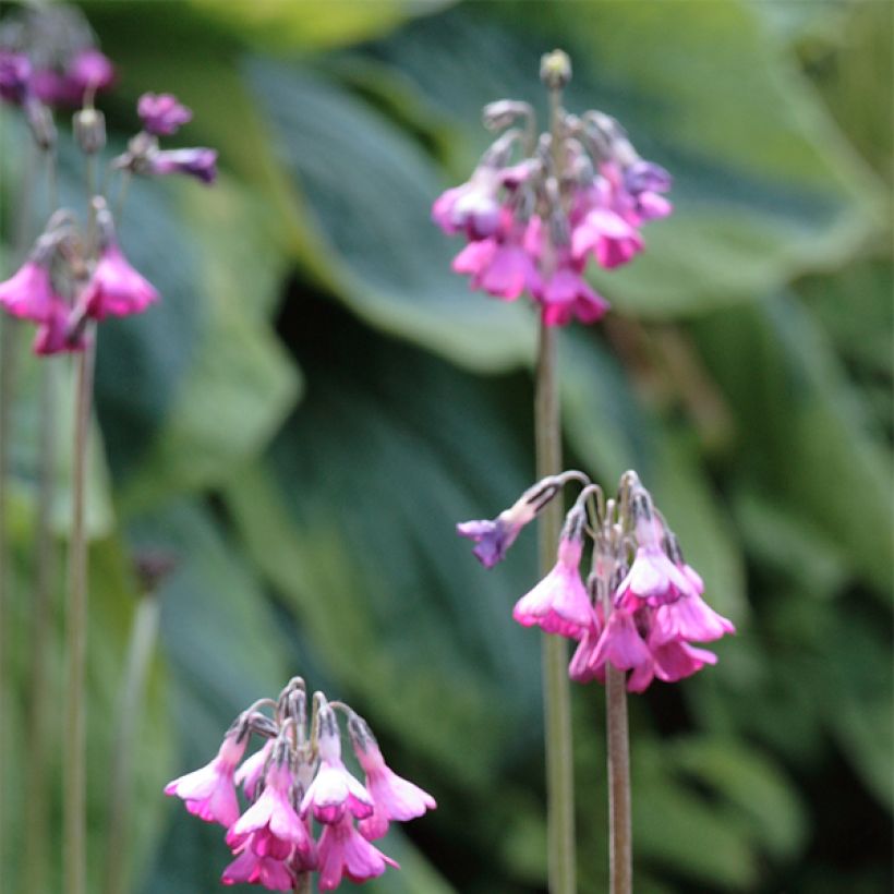 Primula secundiflora (Fioritura)