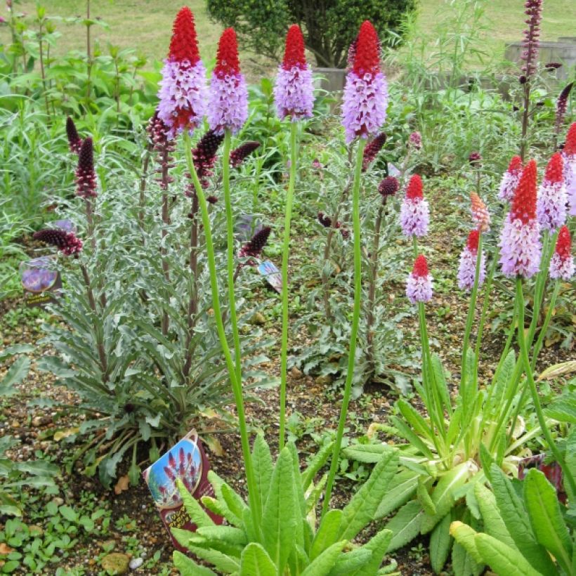 Primula vialii (Porto)