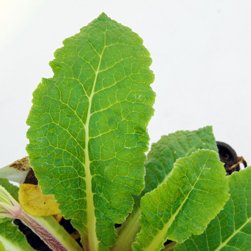 Primula Francesca (Fogliame)