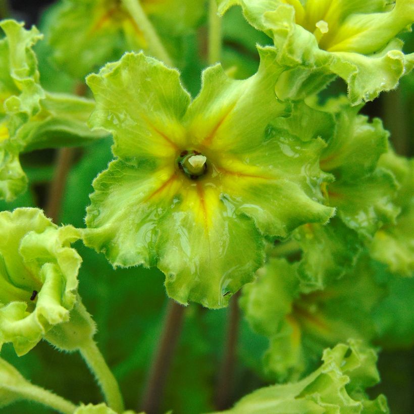 Primula Francesca (Fioritura)