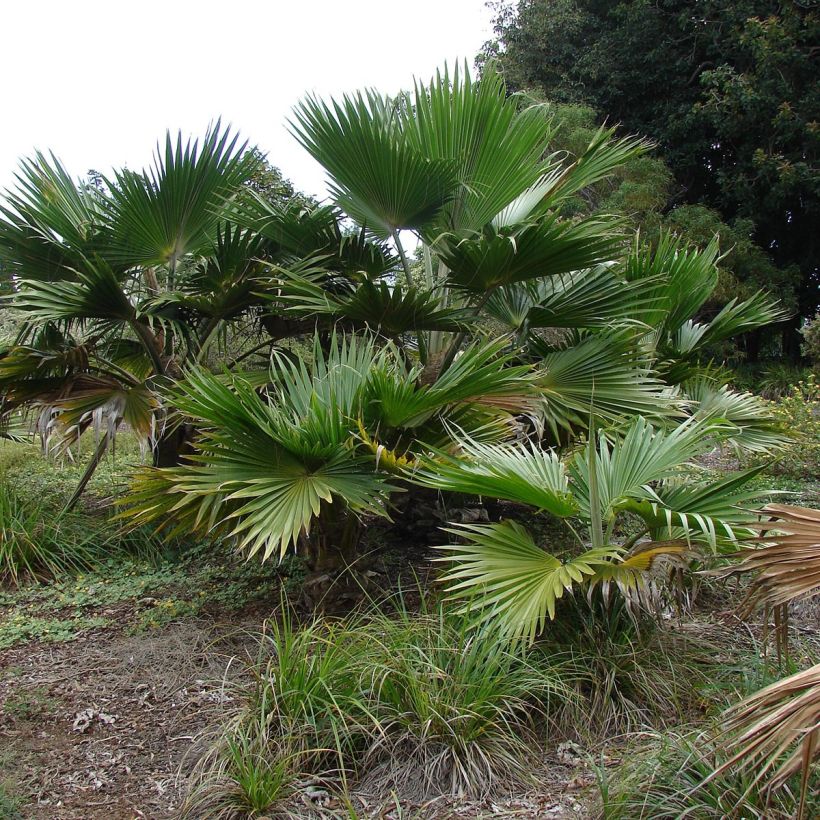 Pritchardia hillebrandii (Porto)