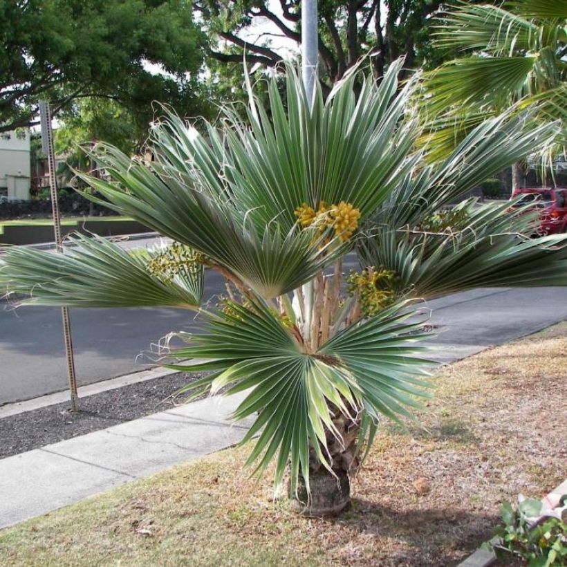 Pritchardia hillebrandii Blue Moon (Porto)