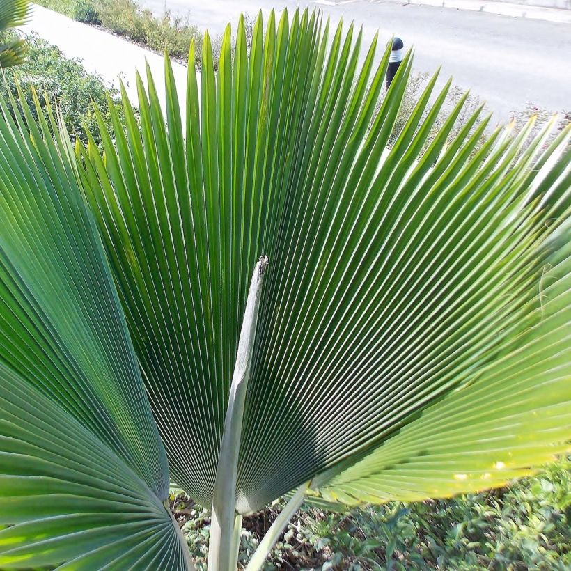 Pritchardia pacifia (Fogliame)