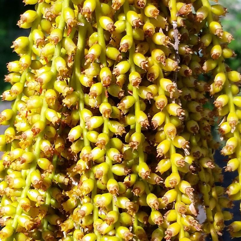 Pritchardia pacifia (Fioritura)