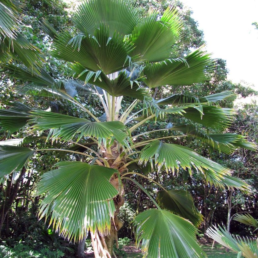 Pritchardia pacifia (Porto)