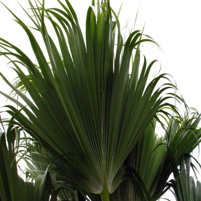 Pritchardia remota (Fogliame)