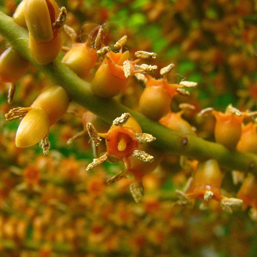 Pritchardia remota (Fioritura)