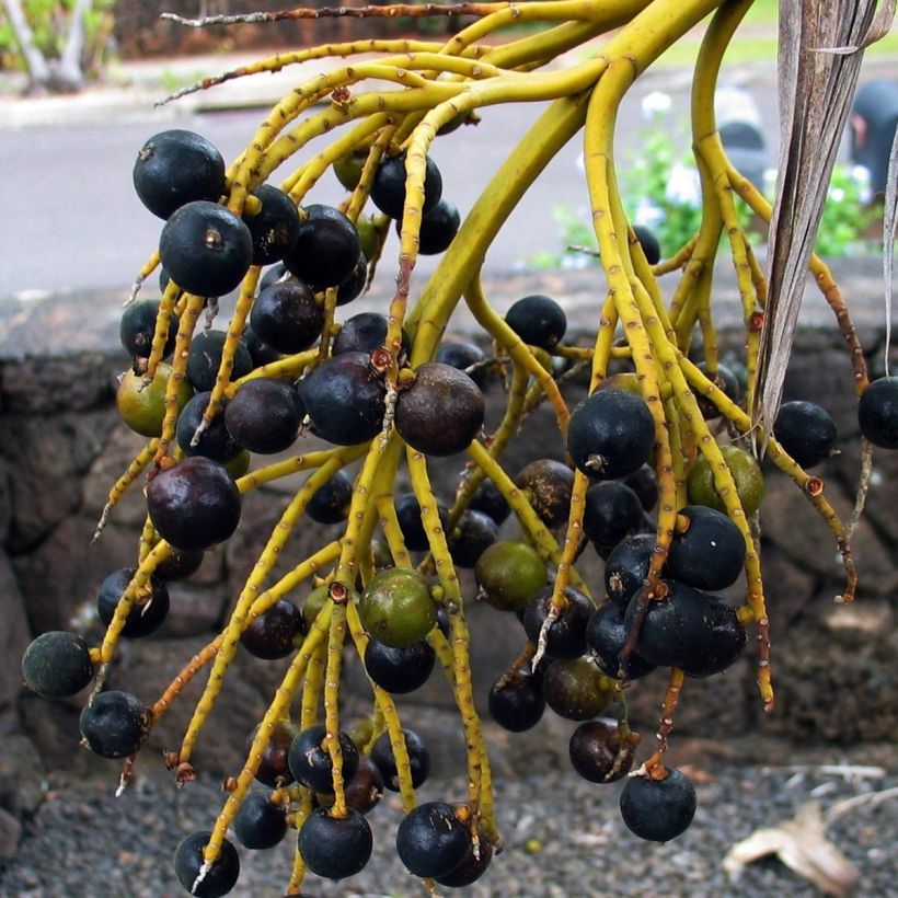 Pritchardia remota (Raccolta)