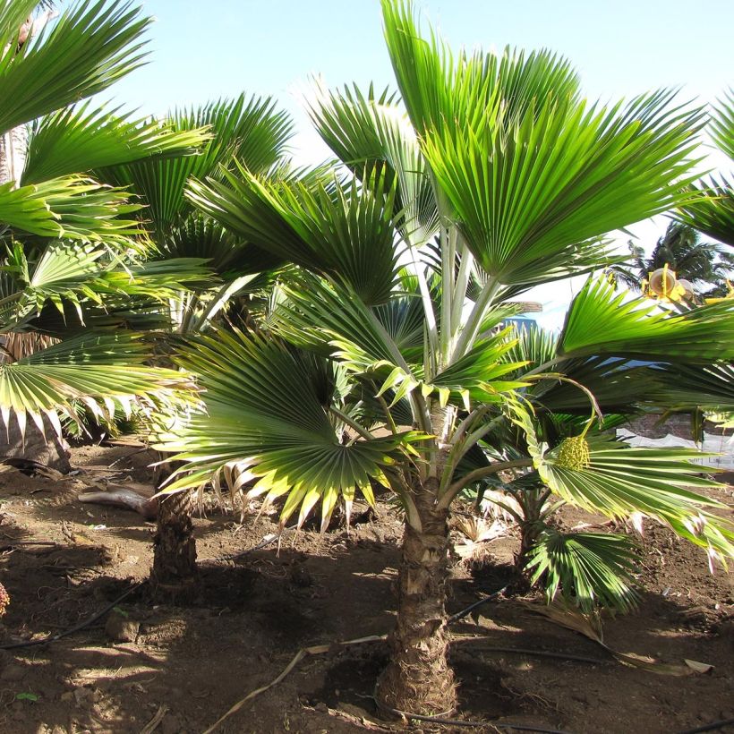 Pritchardia thurstonii (Porto)