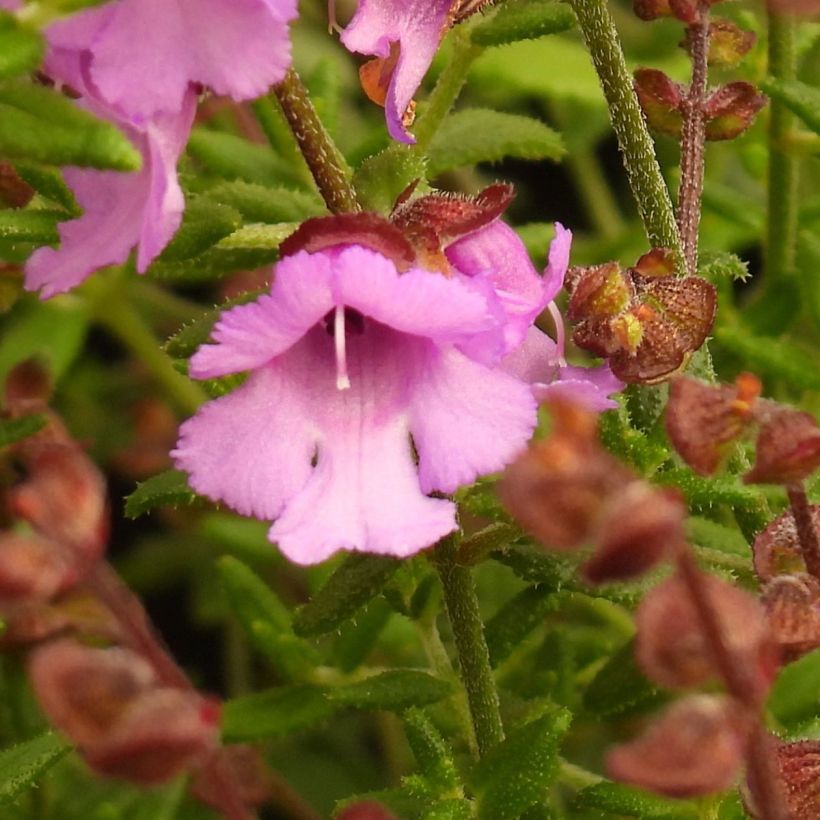 Prostanthera rotundifolia Rosetta (Fioritura)