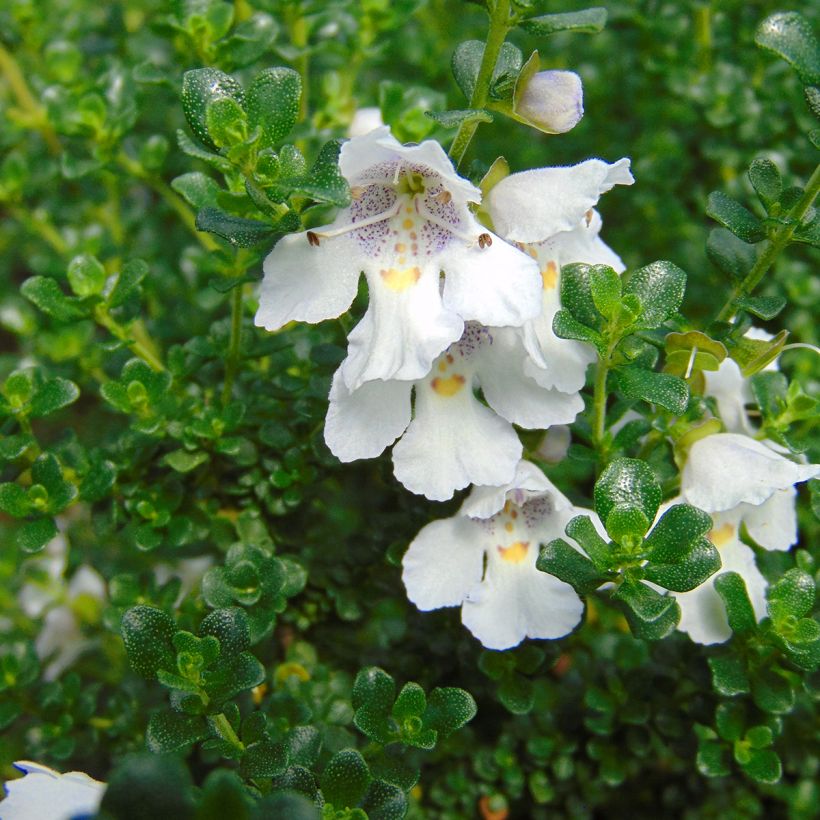 Prostanthera cuneata (Fioritura)