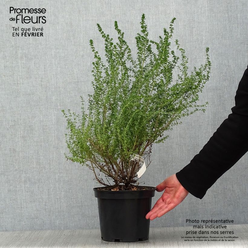 Prostanthera cuneata - Menthe Australienne Pot de 3L/4L esemplare consegnato in inverno