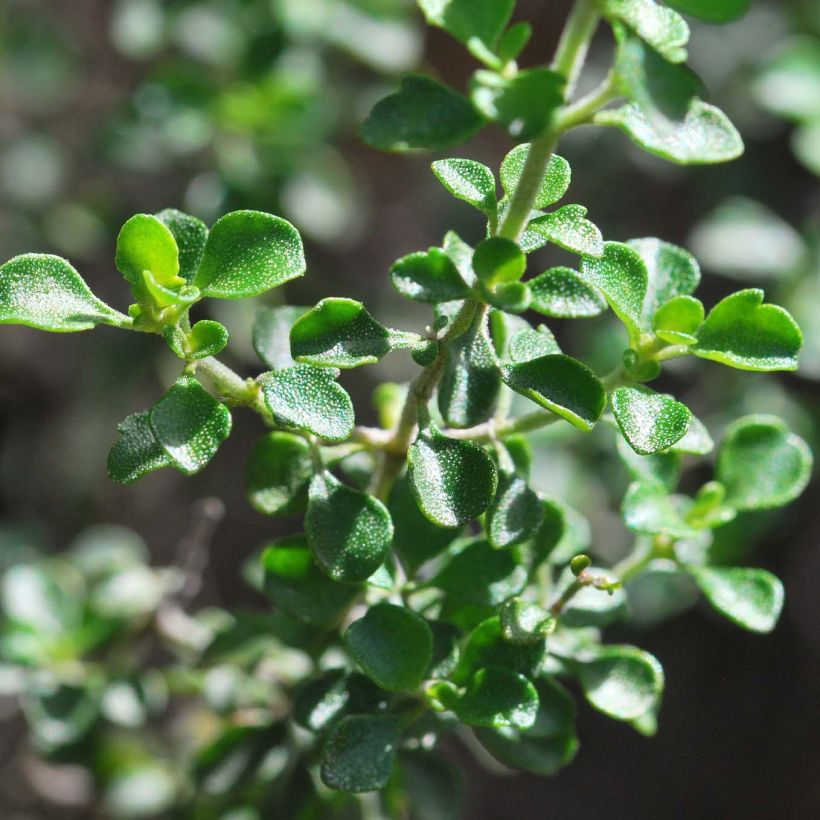 Prostanthera rotundifolia (Fogliame)