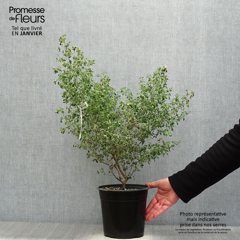 Prostanthera rotundifolia - Menthe Australienne Pot de 4L/5L esemplare consegnato in inverno