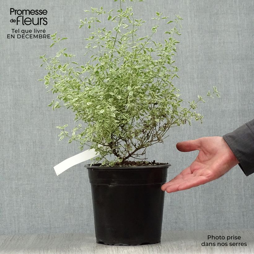 Prostanthera rotundifolia Variegata Pot de 4L/5L esemplare consegnato in inverno