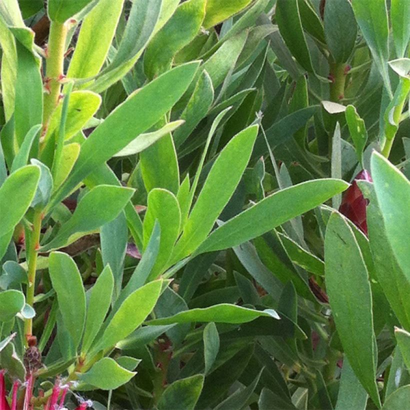 Protea Clark's Red (Fogliame)