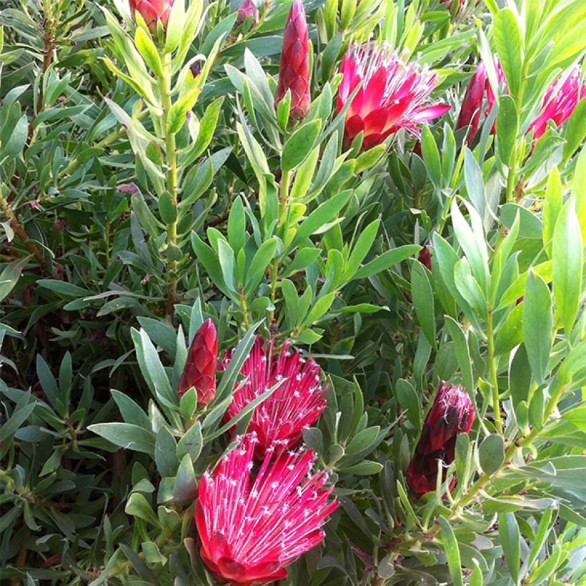 Protea Clark's Red (Fioritura)