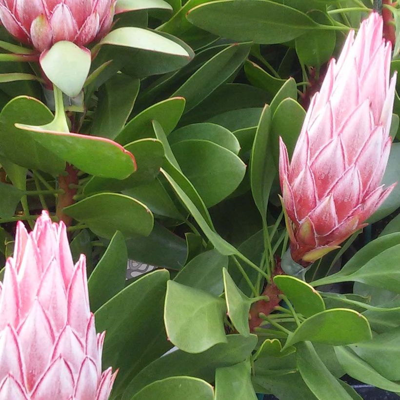 Protea cynaroides Little Prince - Protea Re (Fogliame)