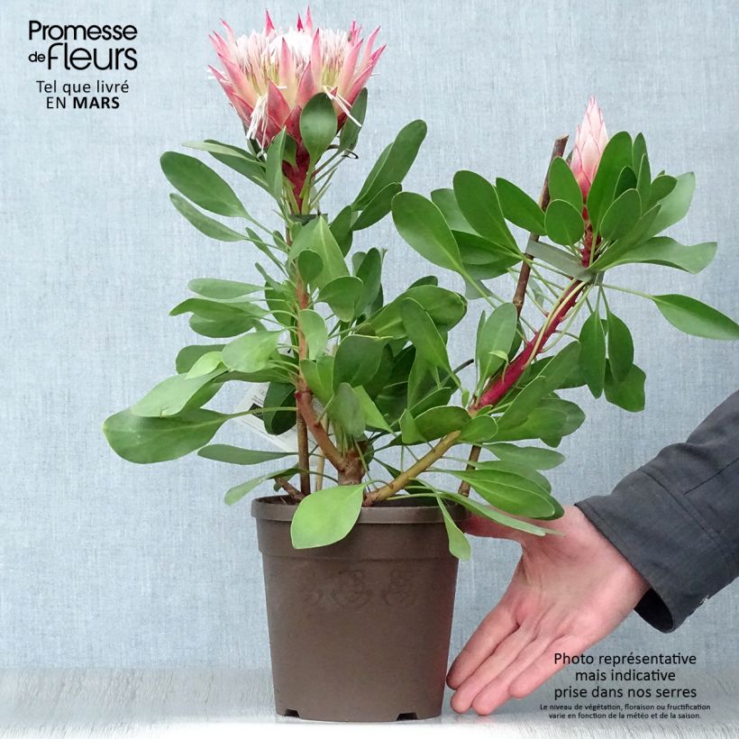 Protea Little Prince - Protée royale Pot de 2L/3L esemplare consegnato in primavera