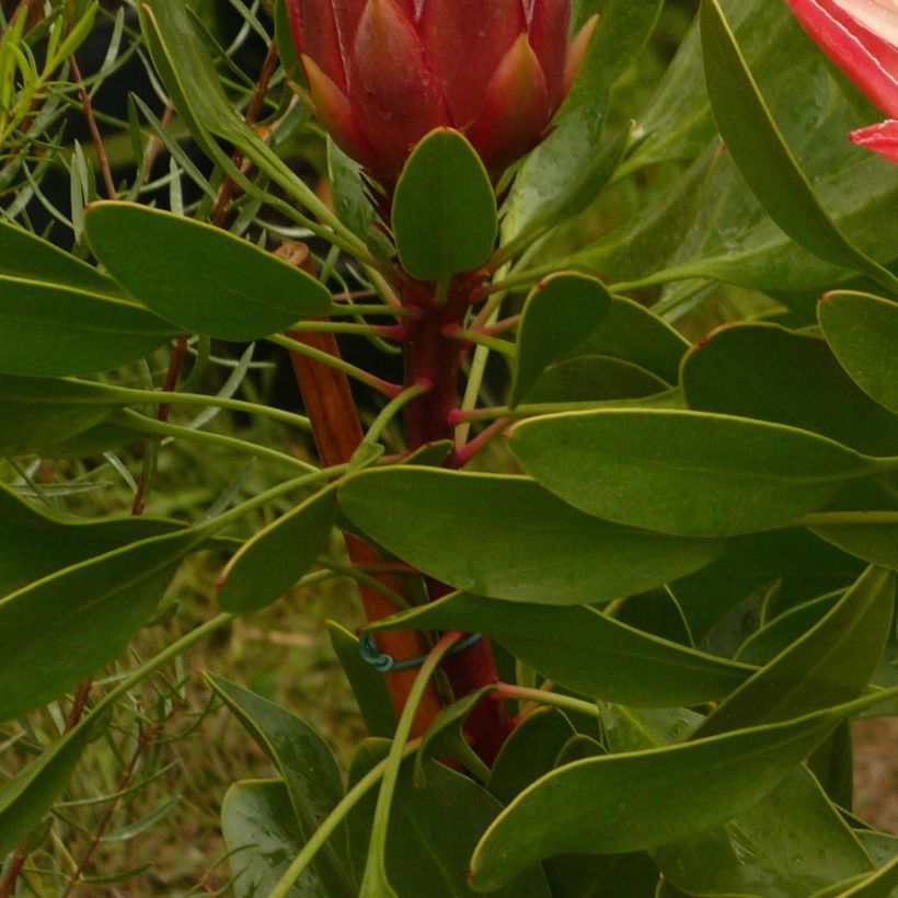 Protea Pink Crown (Fogliame)