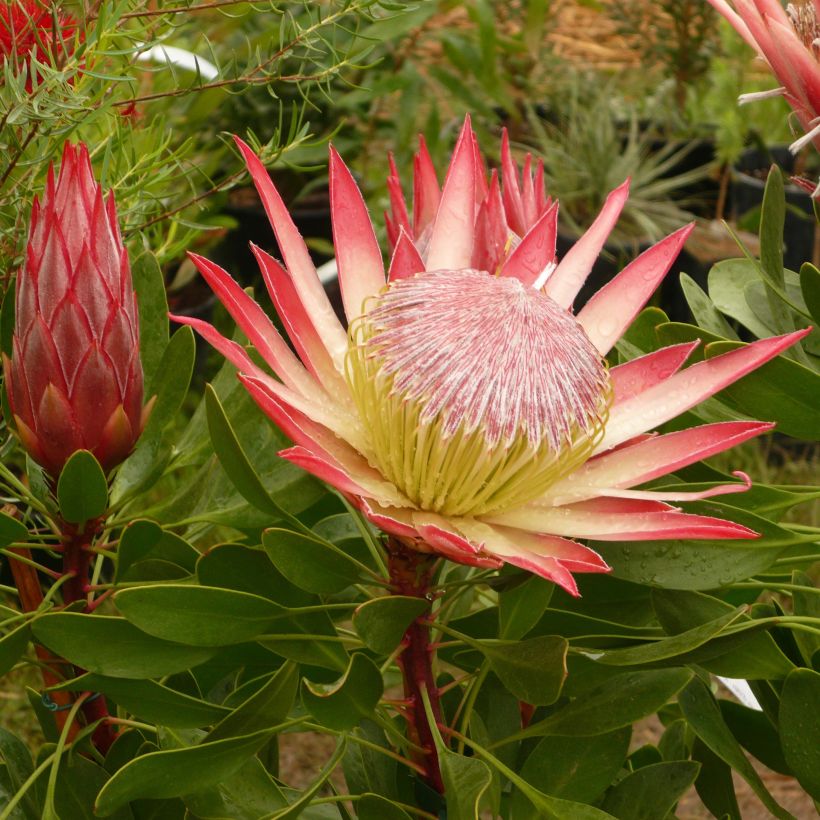 Protea Pink Crown (Fioritura)