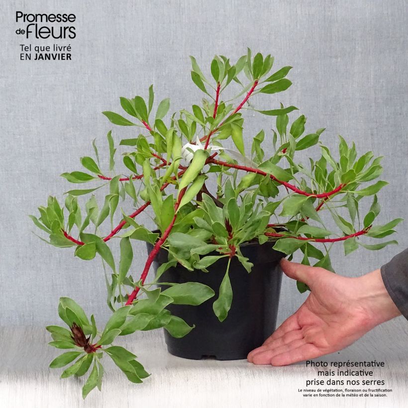 Protea Pink Crown - Protée hybride Pot de 4L/5L esemplare consegnato in inverno