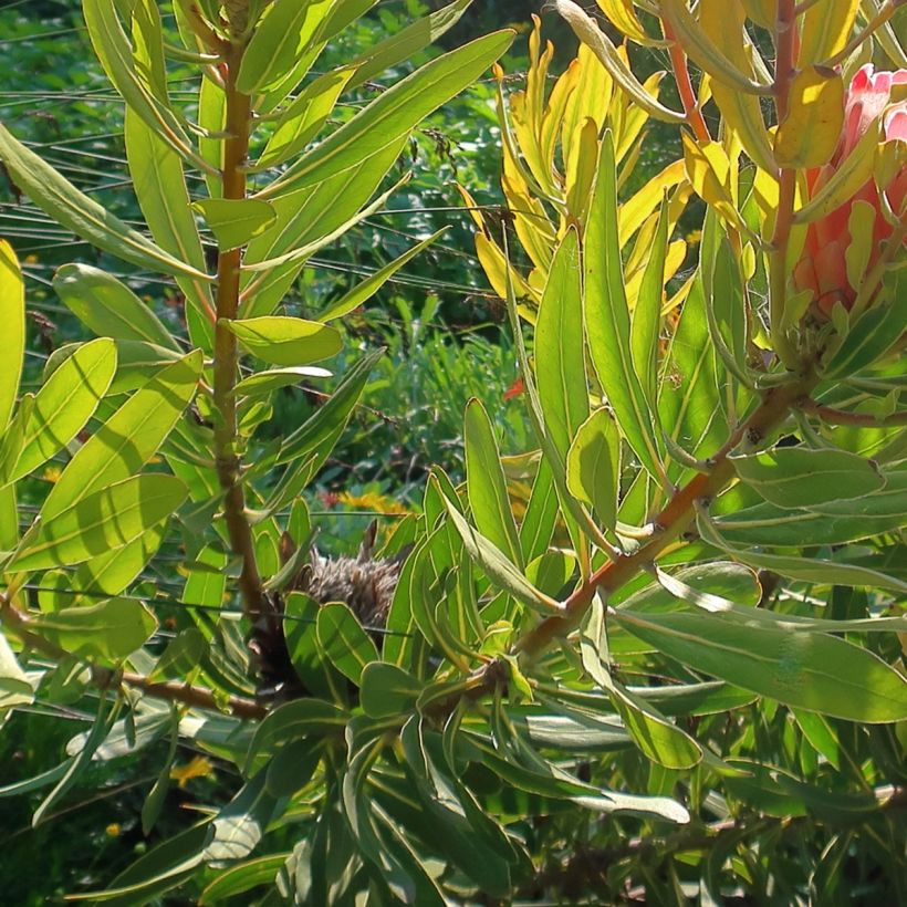 Protea Pink Ice (Fogliame)