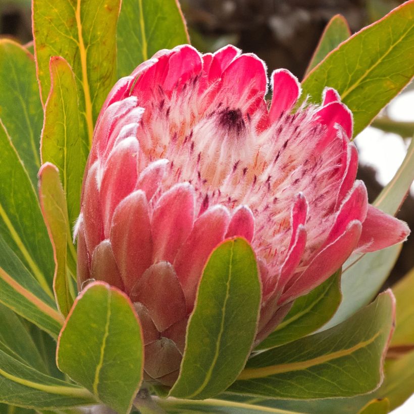 Protea Pink Ice (Fioritura)