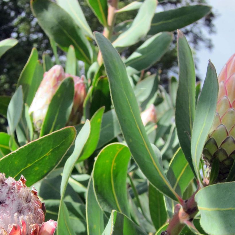 Protea Susara (Fogliame)