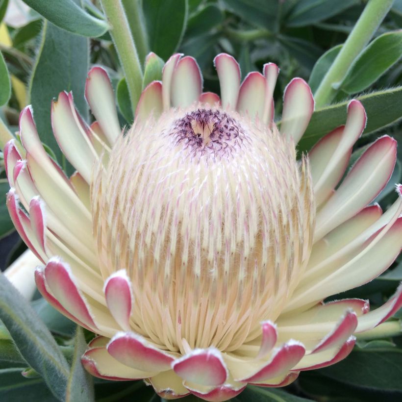 Protea Susara (Fioritura)