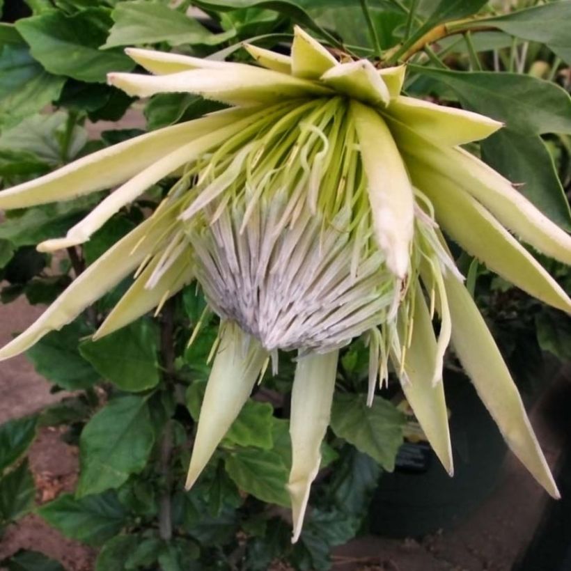 Protea cynaroides White Crown - Protea Re (Fioritura)