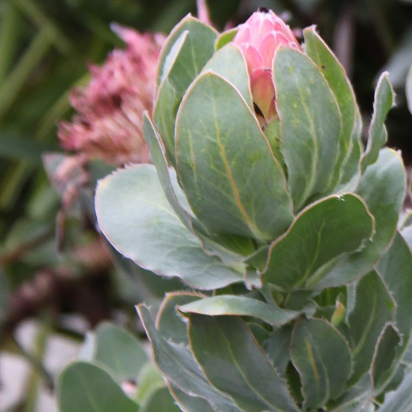 Protea eximia (Fogliame)