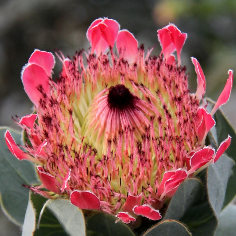 Protea eximia (Fioritura)