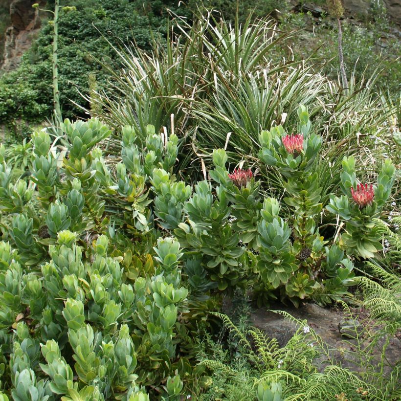 Protea eximia (Porto)