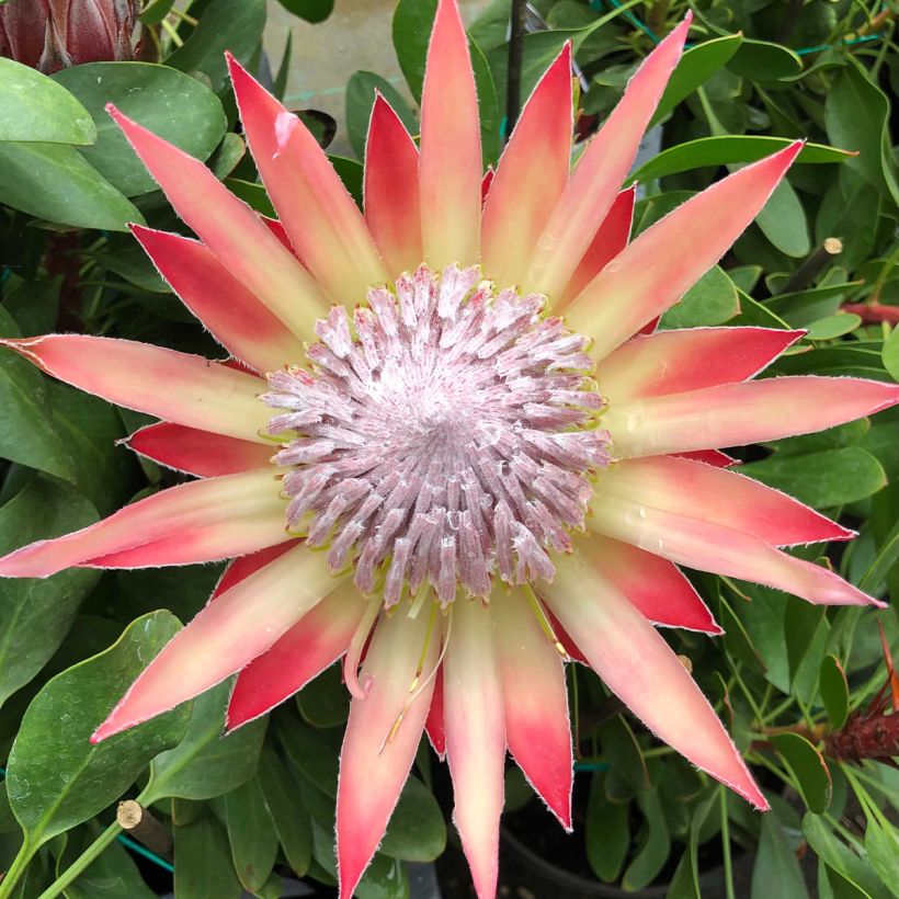 Protea cynaroides Little Prince - Protea Re (Fioritura)